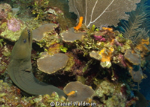 Green Moray taken with Canon G12 and Canon Housing settin... by Daniel Waldman 